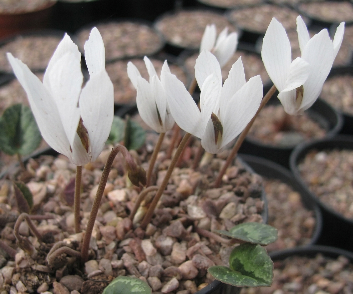 Cyclamen cilicium album (delivery September to October)
